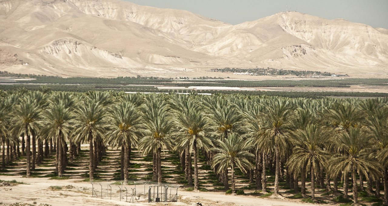 A date plantation in the Jordan Valley, in the occupied West Bank