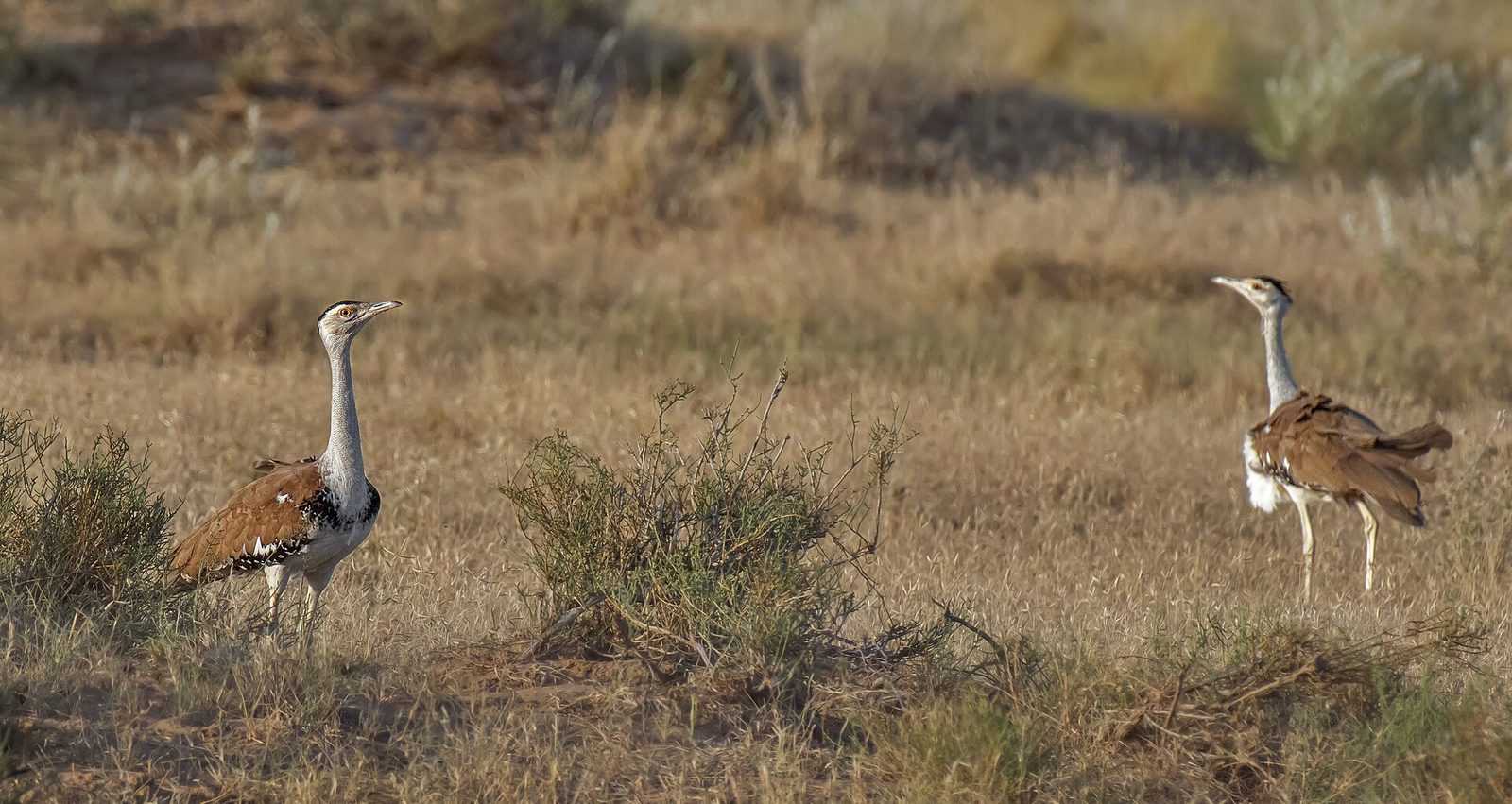 A Great Indian Bustard standing in dry grassland