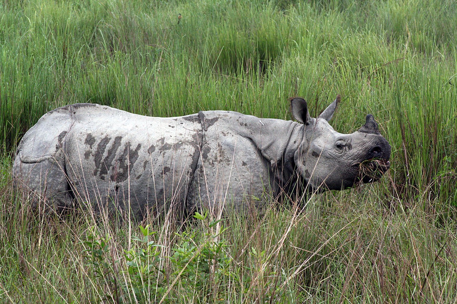 A greater one-horned rhinoceros
